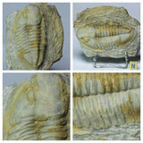 Frédéric Bacart Order - Trilobites lot + Spinosaurus tooth (C47, L152, L149, L130, L129)
