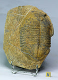 Frédéric Bacart Order - Trilobites lot + Spinosaurus tooth (C47, L152, L149, L130, L129)