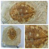 Daniel Copado Pedido - L138, V76, V90, L92 Hollardops, Carpoid, Eocene Jaw, Asaphid