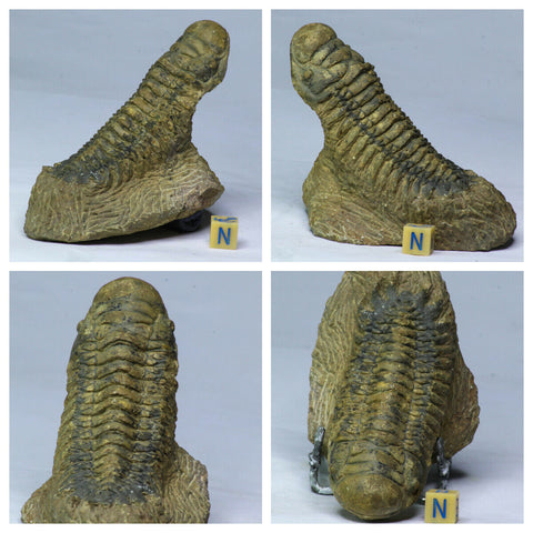 L122 - Nicely Prepared 3.34 Inch Crotalocephalina gibbus Devonian Trilobite - Order 해남 장
