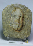 L53, L121 & L103 Parvilichas Ordovician Rare Lichid Trilobite + Undescribed 1.37'' Thysanopeltis + Nileid - Hisayoshi Order