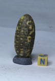Order Waldemar - L217 & L95  Silicified Pine Cones EQUICALASTROBUS + Yellowish NWA 7831 Diogenite Meteorite 8.8g