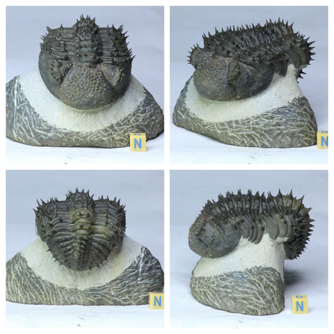 L171 - Finest Prepared Spiny 3.14'' Drotops armatus Middle Devonian Trilobite - Order Travis