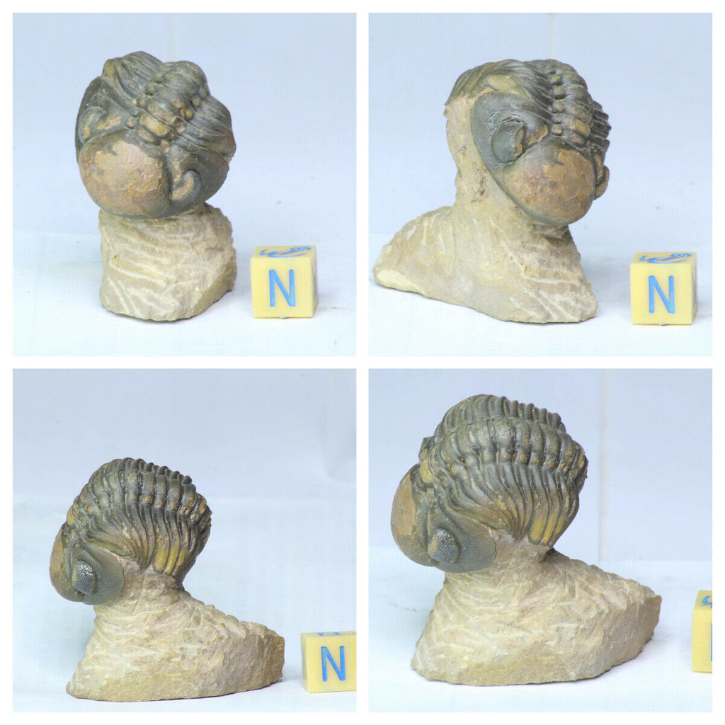 Order 克 杨 - K104, L105, K37, L190 - Trilobites collections