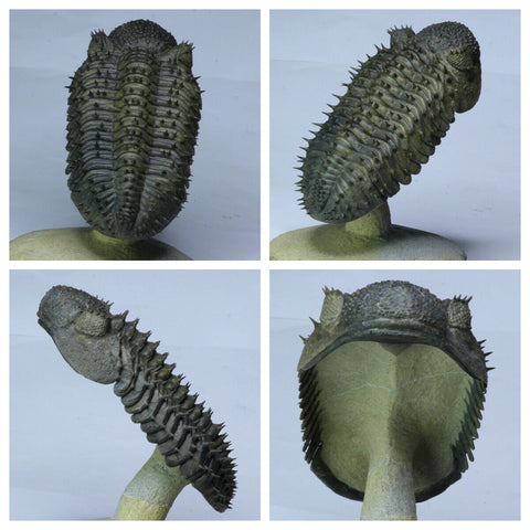 L168 - Finest Exceedingly HUGE 5.51'' Drotops armatus Middle Devonian Trilobite - Hidehiro Order