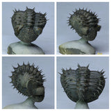 L169 - Finest Prep Spiny Rolled 3.14'' Drotops armatus Middle Devonian Trilobite - Order Darren