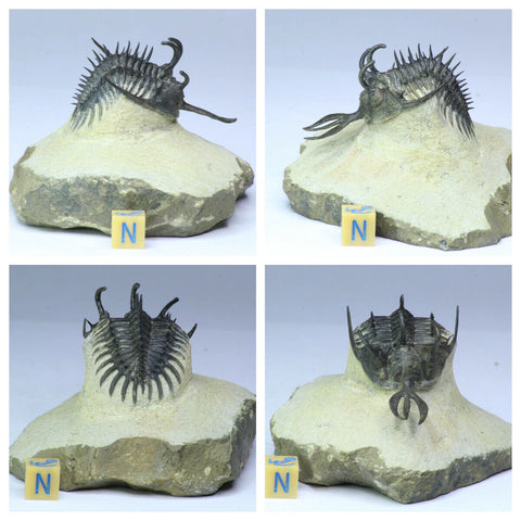 R236 Awesome Trident 2.26 Inch Walliserops trifurcatus Middle Devonian Trilobite - Dylan Order