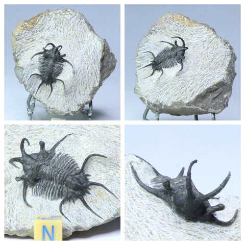 R225 Ceratarges + R237 Zlichovaspis Devonian Trilobites - Angne Order