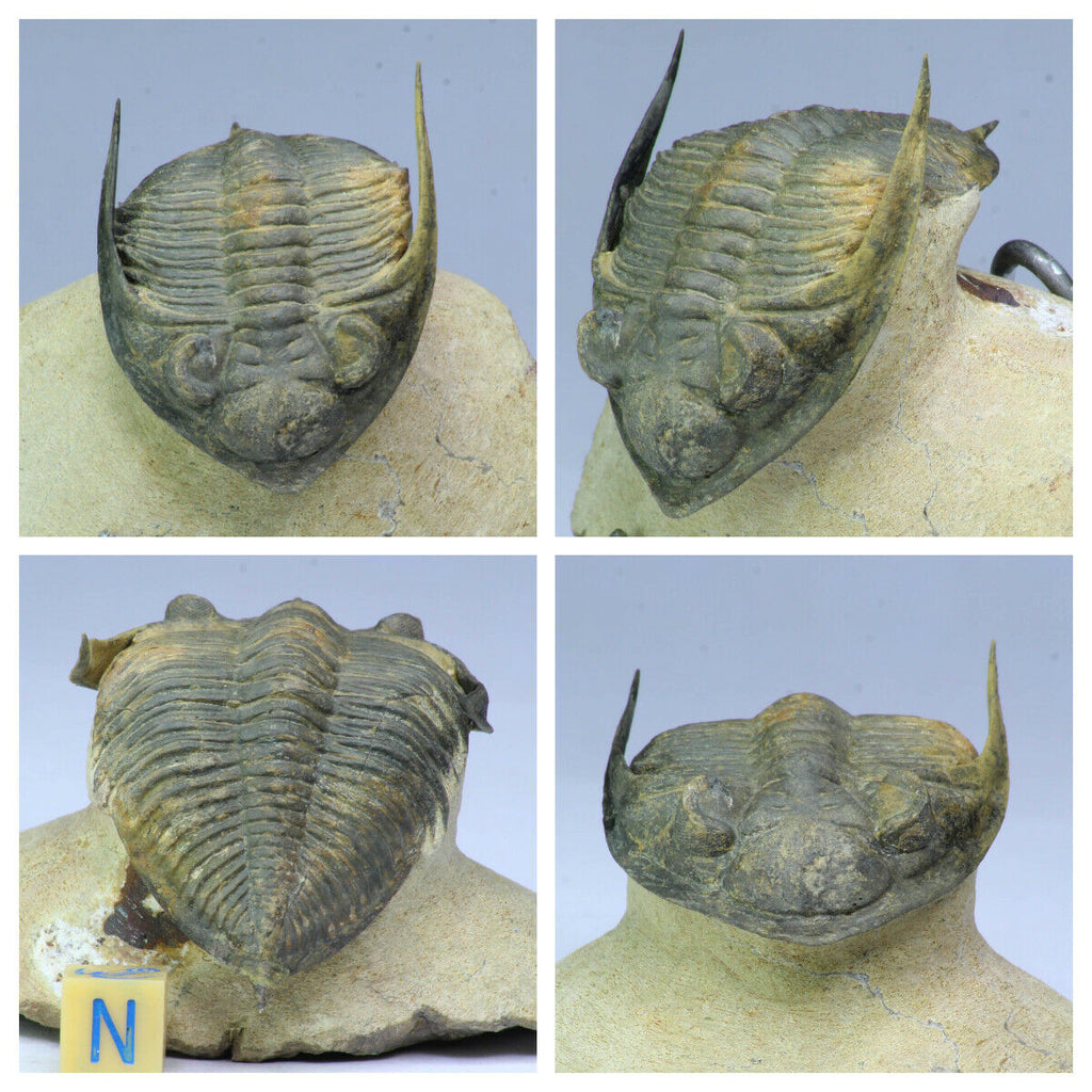 Association Cornuproetus + Gerastos + Zlichovaspis rugosa Trilobites - Kin Keong Order