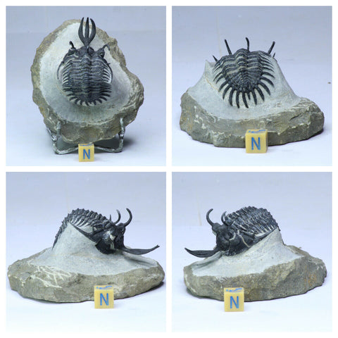 R228 & R238 Walliserops Trilobites - Michelbrink Order