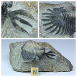 R228 & R238 Walliserops Trilobites - Michelbrink Order