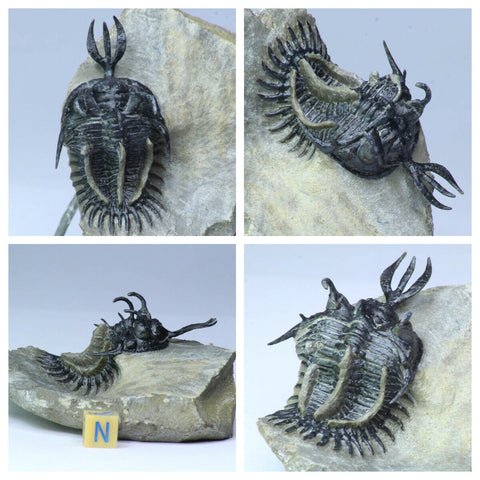 R234 & R237 Partially Prepared 2 Walliserops trifurcatus Devonian Trilobites - Order Bockwitz