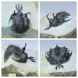 Tadashi Order - R229, R230 & R231 Drotops, Walliserops + Zlichovaspis Trilobites
