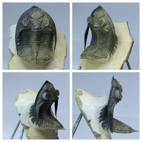 Tadashi Order - R229, R230 & R231 Drotops, Walliserops + Zlichovaspis Trilobites