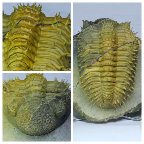 L31 - Finest Prepared Spiny 4.53'' Drotops armatus Middle Devonian Trilobite - Darren order