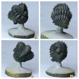 L188 - Finest Prep Spiny Rolled 3.14'' Drotops armatus Middle Devonian Trilobite - Order Chris