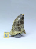 R215 - Great Rare Black 1.96'' Carcharodontosaurus Cretaceous Dinosaur Tooth - Order Cooper