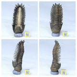 L180 & L 179  2 Finest Ventral Prepared Crotalocephalina Devonian Trilobites