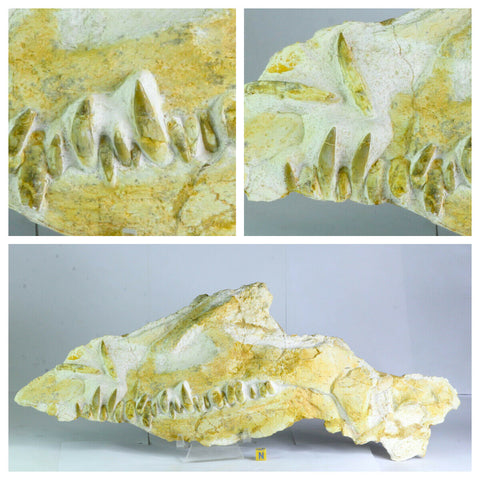 R209 - Unique Museum Grade Plesiosaur Thililua longicollis Skull with Dentary