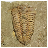 A12 + P8 + L137 4 Spinosaurus Dinosaur Caudal Tail Vertebra Bones +  Trilobites - Order 143934965057