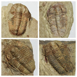 A12 + P8 + L137 4 Spinosaurus Dinosaur Caudal Tail Vertebra Bones +  Trilobites - Order 143934965057