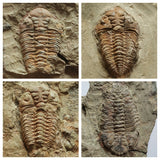 A12 + P8 + L137 4 Spinosaurus Dinosaur Caudal Tail Vertebra Bones +  Trilobites - Order 143934965057