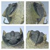 A12 + P8 + L137 4 Spinosaurus Dinosaur Caudal Tail Vertebra Bones +  Trilobites - Order 143934965057