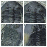 A12 + P8 + L137 4 Spinosaurus Dinosaur Caudal Tail Vertebra Bones +  Trilobites - Order 143934965057