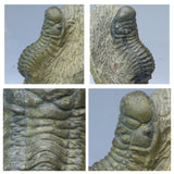 A12 + P8 + L137 4 Spinosaurus Dinosaur Caudal Tail Vertebra Bones +  Trilobites - Order 143934965057