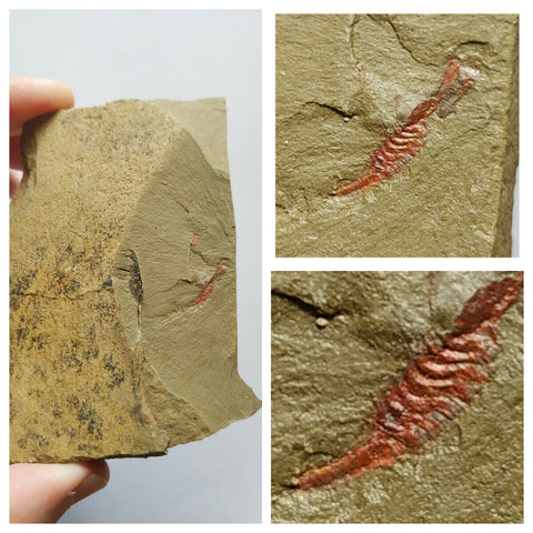 R28- Unique New 0.59'' Undescribed Lower Ordovician Arthropod Fezouata Formation(143938434335)