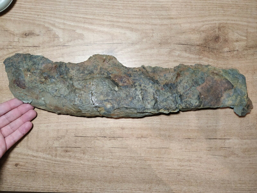 Museum Grade 16.73'' Anomalocaridid Aegirocassis benmoulai Ordovician Fezouata 143947600819