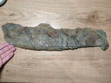 Museum Grade 16.73'' Anomalocaridid Aegirocassis benmoulai Ordovician Fezouata 143947600819