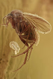 10003 - FUNGUS GNAT Mycetophilidae LAYING EGG Fossil BALTIC AMBER + HQ Picture