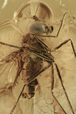 10007 - Nice LONG-LEGGED FLY Fossil Inclusion Genuine BALTIC AMBER + HQ Picture