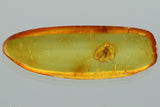 10007 - Nice LONG-LEGGED FLY Fossil Inclusion Genuine BALTIC AMBER + HQ Picture
