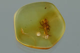 10008 - Nice SPIDER Araneae Fossil Inclusion Genuine BALTIC AMBER + HQ Picture