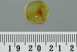 10008 - Nice SPIDER Araneae Fossil Inclusion Genuine BALTIC AMBER + HQ Picture