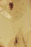 10009 - SPIDER & WASP Fossil Inclusion Genuine BALTIC AMBER + HQ Picture