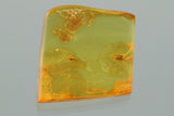 10009 - SPIDER & WASP Fossil Inclusion Genuine BALTIC AMBER + HQ Picture