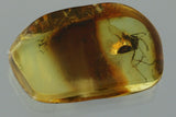 10010 - ANT Formicidae Fossil Inclusion Genuine BALTIC AMBER + HQ Picture