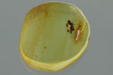 10011 - ENSIGN SCALE INSECT Ortheziidae Fossil Genuine BALTIC AMBER + HQ Picture