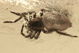 10012 - SPIDER Araneae Fossil Inclusion Genuine BALTIC AMBER + HQ Picture