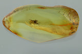 10012 - SPIDER Araneae Fossil Inclusion Genuine BALTIC AMBER + HQ Picture