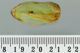 10012 - SPIDER Araneae Fossil Inclusion Genuine BALTIC AMBER + HQ Picture