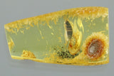 10013 - COCKROCH Blattodea Fossil Inclusion Genuine BALTIC AMBER + HQ Picture