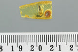 10013 - COCKROCH Blattodea Fossil Inclusion Genuine BALTIC AMBER + HQ Picture