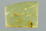 10014 - Nice SCALE INSECT Coccoidea Fossil Inclusion Genuine BALTIC AMBER + HQ Picture
