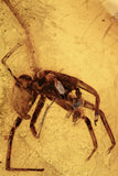 10015 - Large SPIDER Araneae Fossil Inclusion in Genuine BALTIC AMBER + HQ Picture