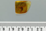 10015 - Large SPIDER Araneae Fossil Inclusion in Genuine BALTIC AMBER + HQ Picture