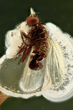 10016 - UNUSUAL Fly MICROPHORINAE Bulbous Genitalia Fossil inclusion in BALTIC AMBER + HQ Picture
